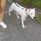 Protector de Patas PetSafe™ | Antideslizante y Transpirable para Perros y Gatos